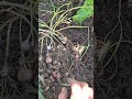 What Happens If You Plant Garlic Scapes