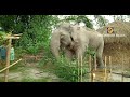 Rescue of Hungry Hidden Elephant from Jungle - See how a wild elephant enters a village