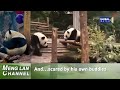 Panda Meng Lan tried to escape again, after failed “prison break” attempt