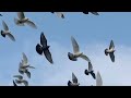 Doves hanging out with Pigeons