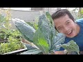 Vườn rau giữa Sài Gòn - Thu hoạch cải Kale ăn không kịp