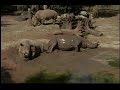 Rhinos in mud 2