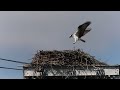 Fledging Osprey (and friends)