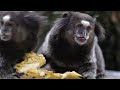 THE GREATEST ANIMALS 8K ULTRA HD with Forest Sounds - Jungle Wildlife In 8K