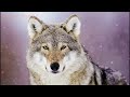 Animal Sounds for Children (20 Amazing Animals)