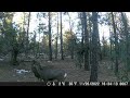 Deer Kissing 11-26-2022