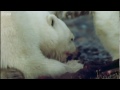 Polar Bears Ambush a Colony of Walruses | Polar Bear Battlefield | BBC Earth