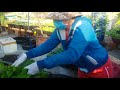 Cách trồng rau diếp cá , bón phân , và cách cắt rau cho rau mau lớn , xanh mơn mởn | Khoa Hien 58