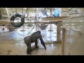 Gorilla Dad Gazes At His Children Playing | The Shabani's Group