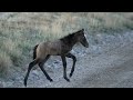 ~Mystery Auction HORSE~ DNA test REVEALED ~ I can NOT believe it!!