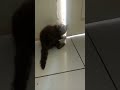 kucing lucu berusaha untuk keluar 😁😁😁