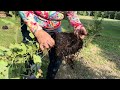 Planting Figs & Plums in Dry Clay Soil #gardening #growyourownfood #urbangardening