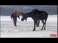 Moose rescued from Frozen Loon Lake Spokane Washington