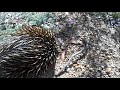 Echidna Monotreme