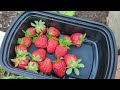 (strawberry) test