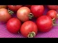 Use sacks to grow Tomatoes at home, easy and inexpensive