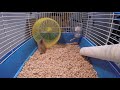 cute hamster spinning
