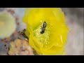 Sonoran Desert Native Bees