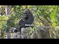 A good gorilla couple❤️空気の読める子ゴリラに脱帽！