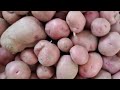 [텃밭농부 1,536]  퇴비랑 액비만으로 키운 감자수확. 많이도 열렸네! #감자재배
