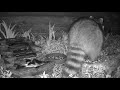 Raccoon in the Critter Garden