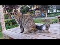 Mama Cat's Reaction to her kitten, When Kitten biting her tail