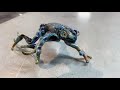 Torchworking - Borosilicate Glass Frog
