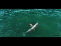 Best Great White Shark Drone Footage of 2023 (Narrated) 4K