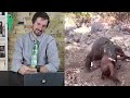 Zoologist Reacts To Viral Animal TikTok