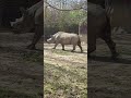 🦏  Rhino at the St. Louis Zoo🦏