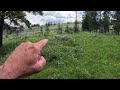 How these grizzlies reacted to me in the very early morning light. - Yellowstone