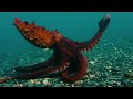 North Giant Pacific Octopus Crawling by John Roney, Enteroctopus dofleini, OctoNation