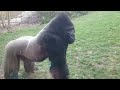 FULL VERSION  When a Silverback attacks.