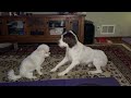 Me Coosie and big brother Milo the Springer spaniel playing. We're best buddies#love#shortsfeed#fyp