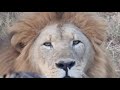 Big Cats interrupt our morning coffee! The full story of surprise lion encounter in Bhejane Camp.