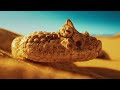 The Sidewinder Rattlesnake Dominates the Desert | Wild California 104