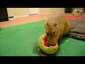 Capybara eating half a watermelon Full Video