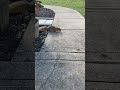 Walnut the Squirrel 🐿️ introduced me to his girlfriend