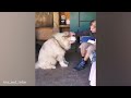 Big Dogs Who Think They're Lap Dogs😂 Funny Dog Videos