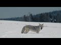 Coyote Hunting in Snow - Yellowstone - Canon C70