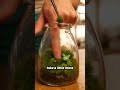 soy sauce bottle terrarium #asmr