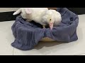 The kitten invites friends to a party, but the duck shows up uninvited😂 funny animal videos 🐱🐔🦆🐰