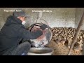 Full video How to raise chickens from hatching to adulthood