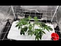 PT10-Trellis @ Veg Day 30 #spiderfarmersf2000 EVO @simproformula4640