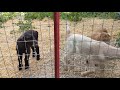 Baby goats outside