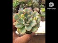 Hybrid Succulent plant Varieties. Available For Sale. Contact us 7598193021 @InfoWealthGreenGarden