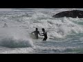 Rescue of Concussed Bodyboarder from Drowning