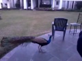 Peacock at IIT Kanpur
