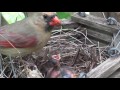 A Pair of Cardinals Nesting --NARRATED