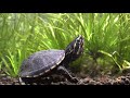 3 Striped Mud Turtle Update 4K